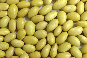 Granos de frijol peruano de alta calidad para exportación