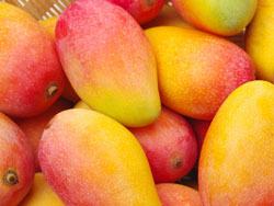 Exportación de mangos peruanos frescos listos para embarcar